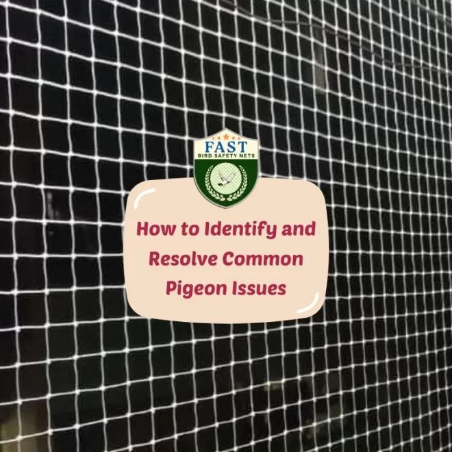 How to Identify and Resolve Common Pigeon Issues