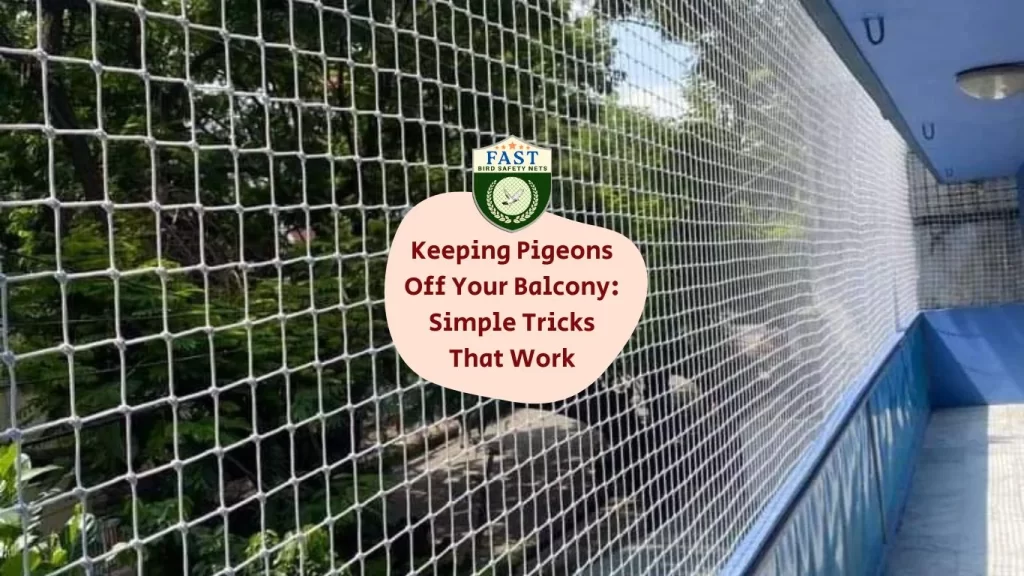 Keeping Pigeons Off Your Balcony: Simple Tricks That Work