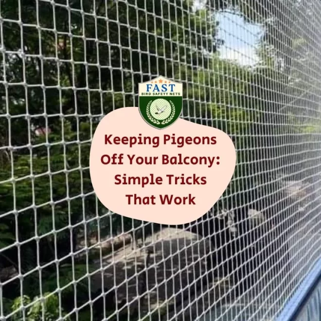 Keeping Pigeons Off Your Balcony: Simple Tricks That Work