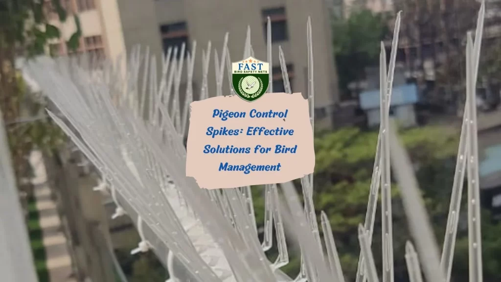 Pigeon Control Spikes: Effective Solutions for Bird Management