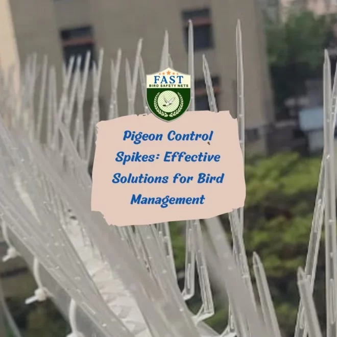 Pigeon Control Spikes: Effective Solutions for Bird Management