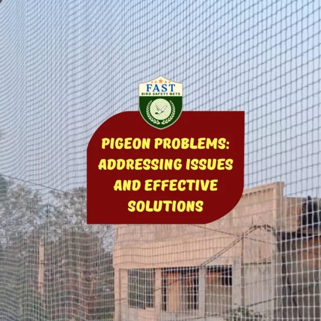 Pigeon Problems: Addressing Issues and Effective Solutions