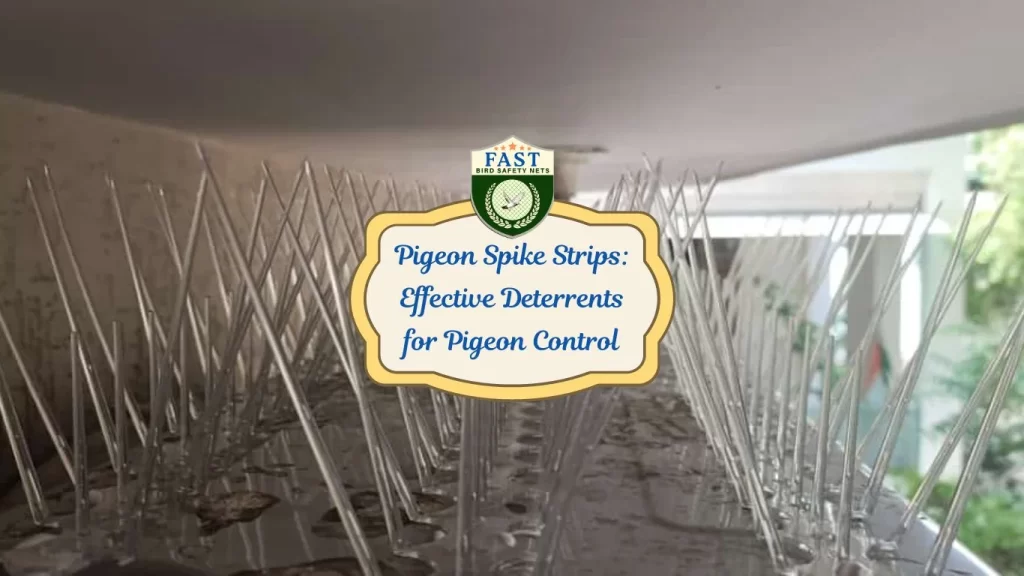 Pigeon Spike Strips: Effective Deterrents for Pigeon Control