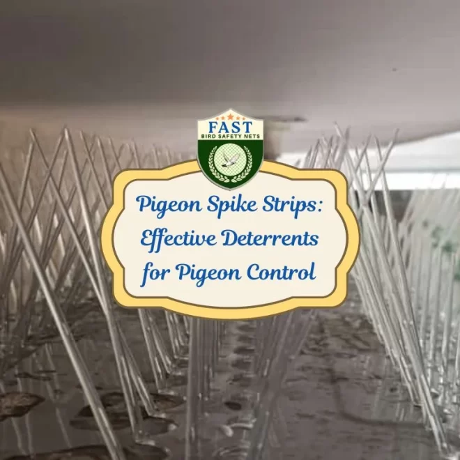 Pigeon Spike Strips: Effective Deterrents for Pigeon Control