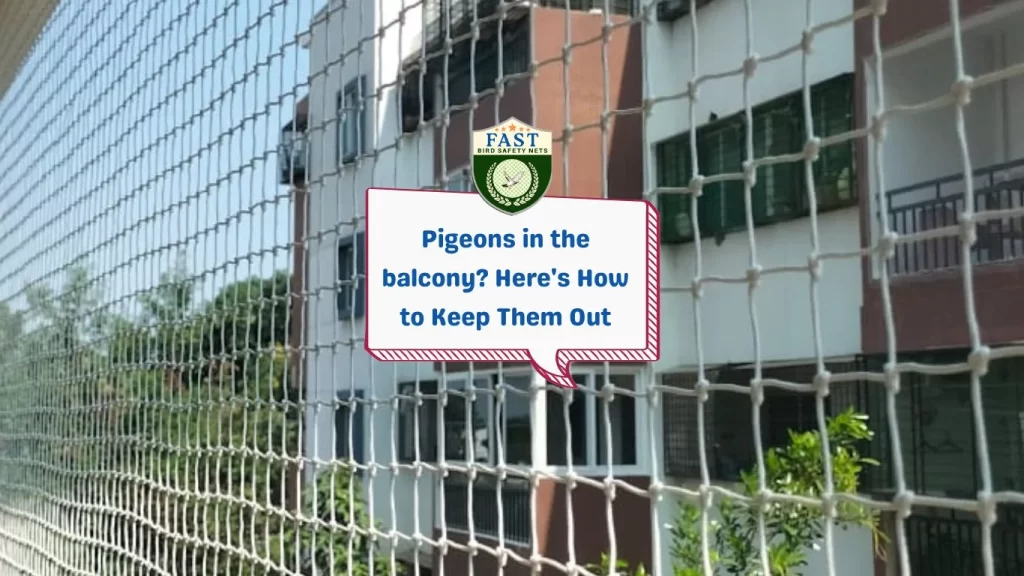 Pigeons in the balcony? Here's How to Keep Them Out