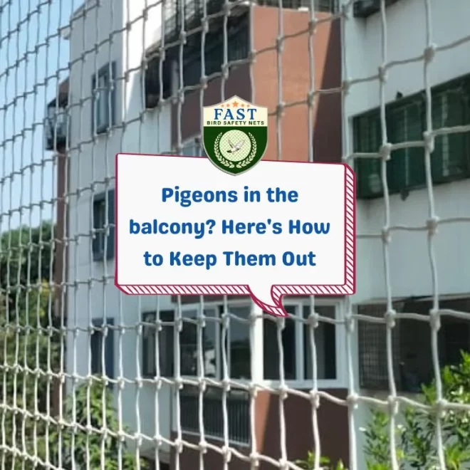 Balcony pigeon control solutions: Here’s How to Keep Pigeons Away