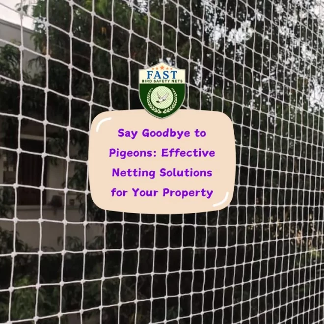 Say Goodbye to Pigeons: Effective Pigeon Netting Solutions for Your Property