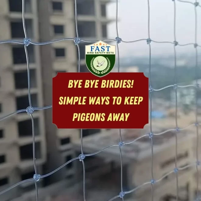 Bye Bye Birdies! Simple Ways to Keep Pigeons Away