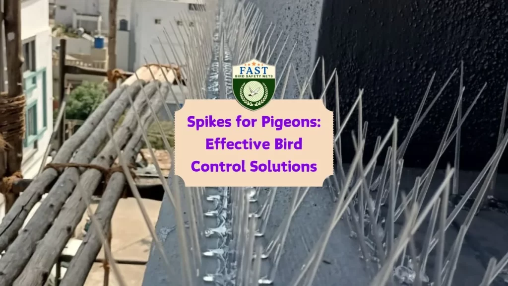 Spikes for Pigeons: Effective Bird Control Solutions