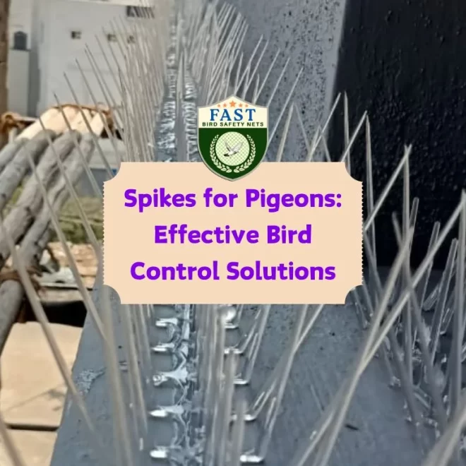 Spikes for Pigeons: Effective Bird Control Solutions