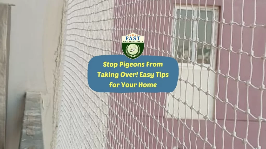 Stop Pigeons From Taking Over! Easy Tips for Your Home