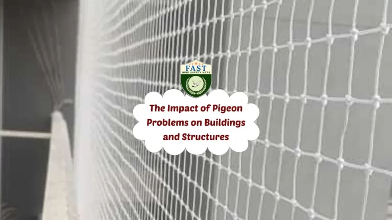 The Impact of Pigeon Problems on Buildings and Structures
