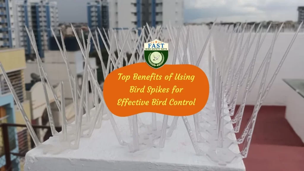 Top Benefits of Using Bird Spikes for Effective Bird Control