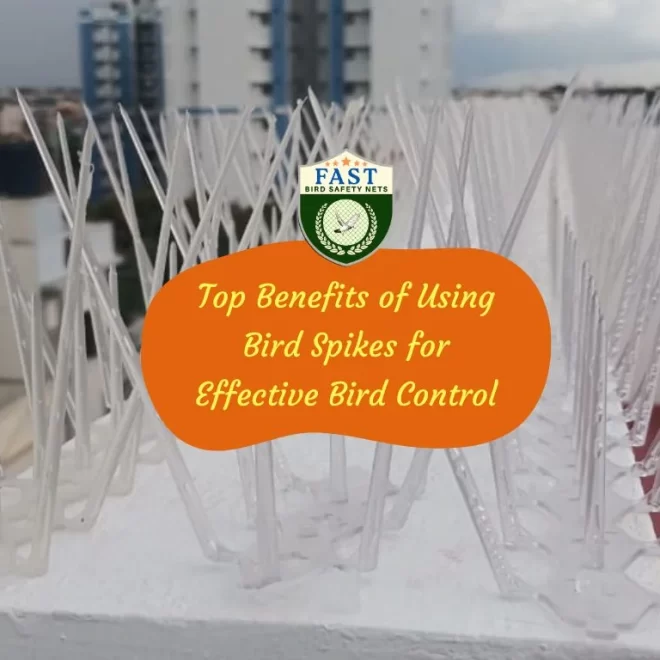 Top Benefits of Using Bird Spikes for Effective Bird Control