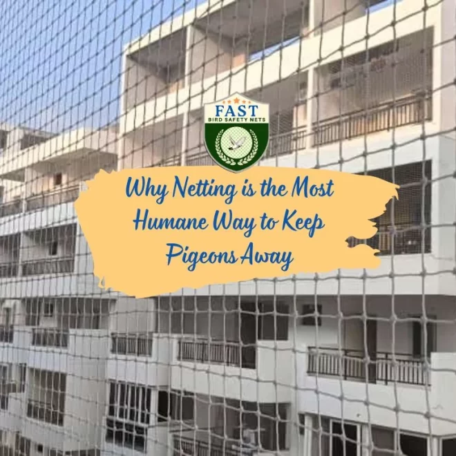 Why Netting is the Most Humane Way to Keep Pigeons Away