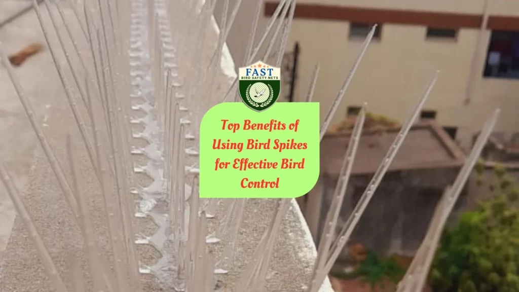 Top Benefits of Using Bird Spikes for Effective Bird Control