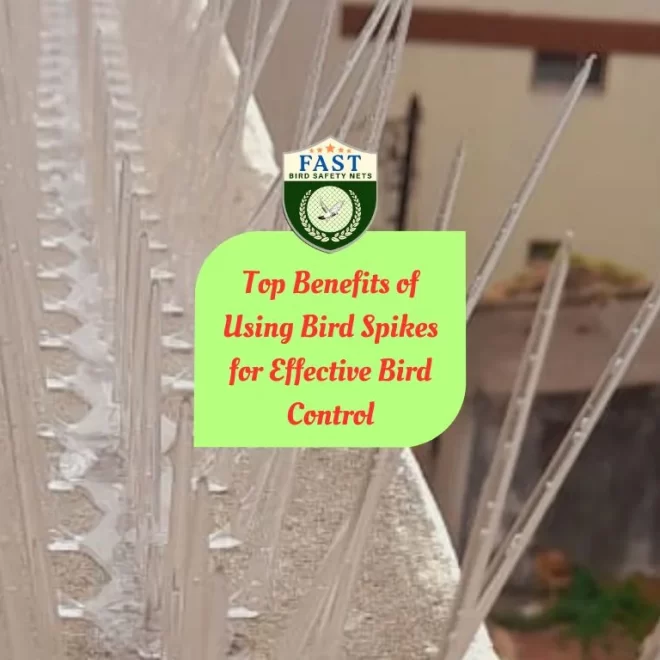 Top Benefits of Using Bird Spikes for Effective Bird Control