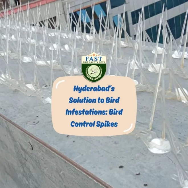 Hyderabad’s Solution to Bird Infestations: Bird Control Spikes