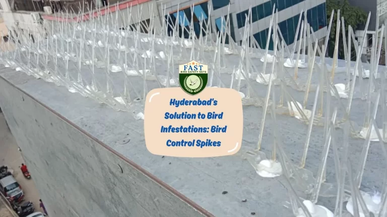 Hyderabad’s Solution to Bird Infestations: Bird Control Spikes