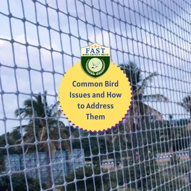 Common Bird Issues and How to Address Them