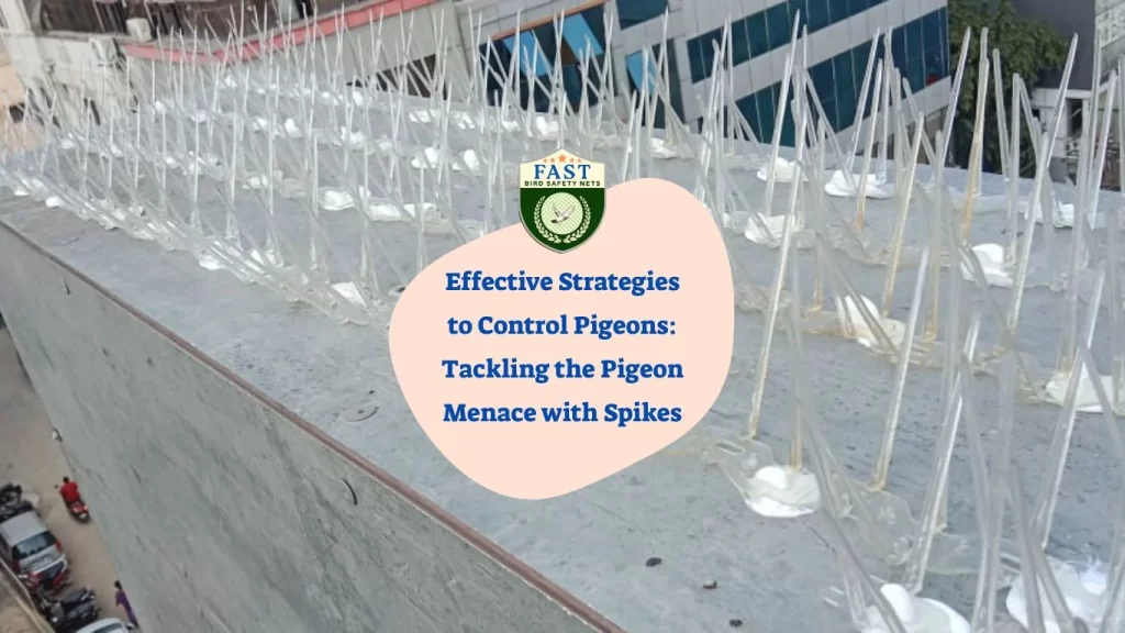 Effective Strategies to Control Pigeons: Tackling the Pigeon Menace with Spikes