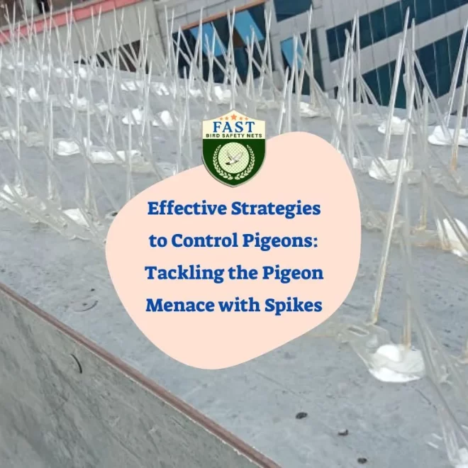 Effective Strategies to Control Pigeons: Tackling the Pigeon Menace with Spikes