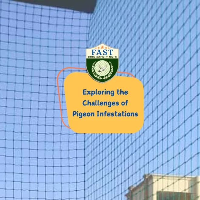Exploring the Challenges of Pigeon Infestations