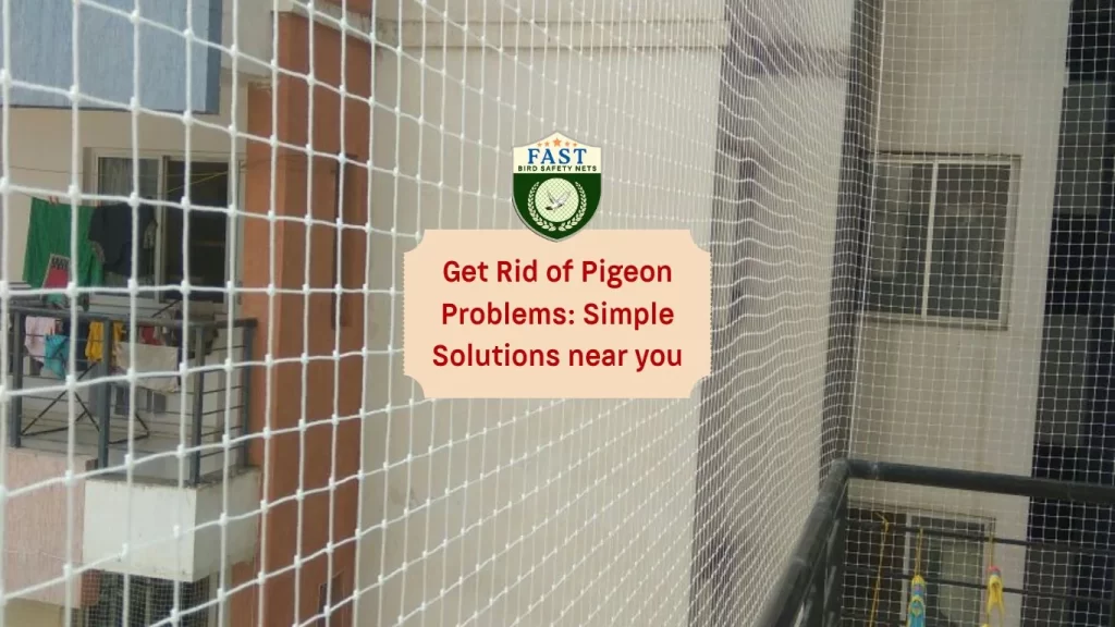 Get Rid of Pigeon Problems: Simple Solutions near you