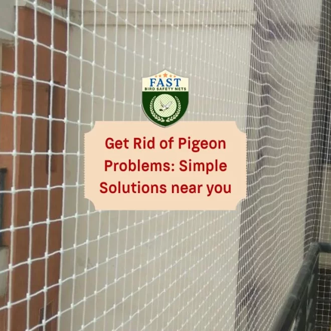 Get Rid of Pigeon Problems: Simple Solutions near you
