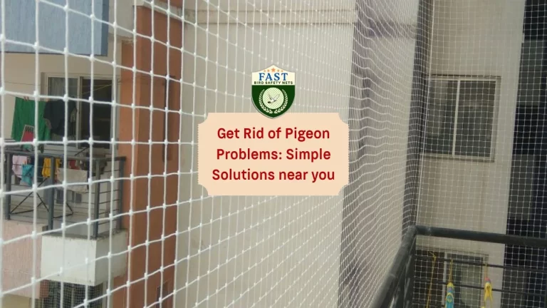 Get Rid of Pigeon Problems: Simple Solutions near you
