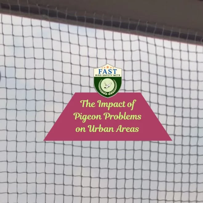 The Impact of Pigeon Problems on Urban Areas
