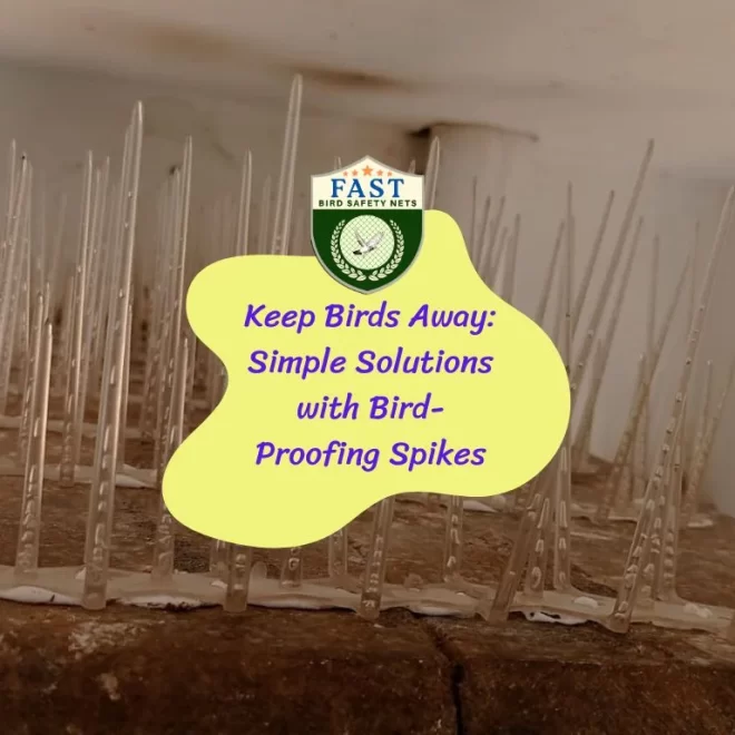 Keep Birds Away: Simple Solutions with Bird-Proofing Spikes