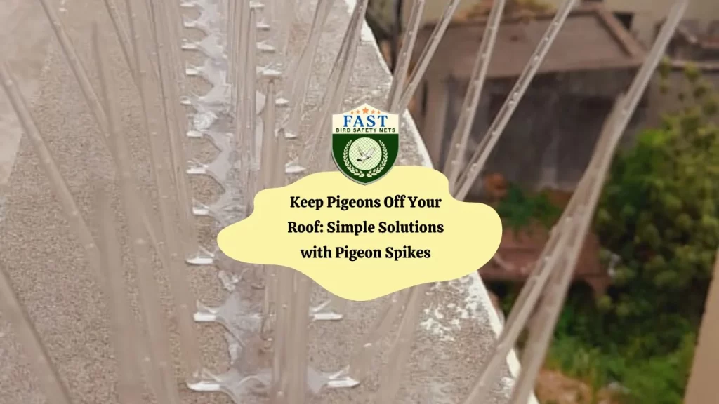 Keep Pigeons Off Your Roof: Simple Solutions with Pigeon Spikes