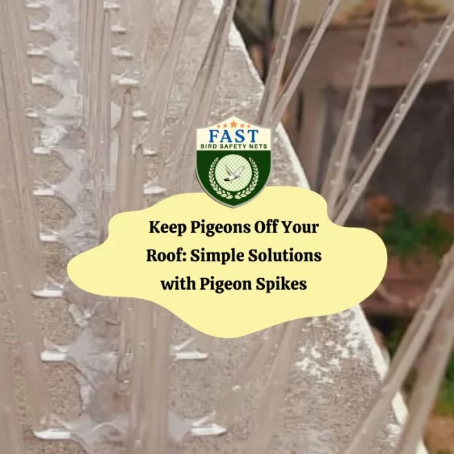 Keep Pigeons Off Your Roof: Simple Solutions with Pigeon Spikes