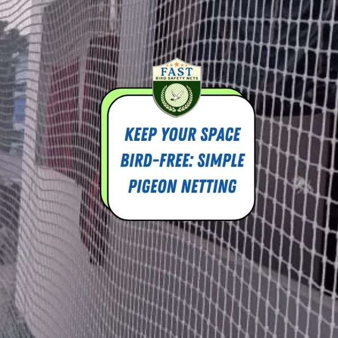 Keep Your Space Bird-Free: Simple Pigeon Netting