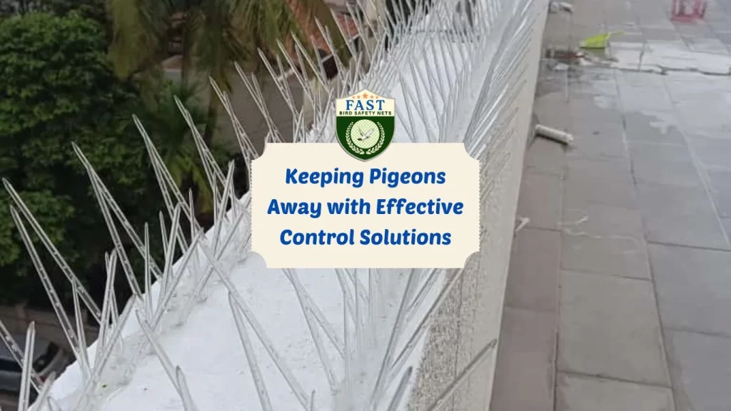 Keeping Pigeons Away with Effective Control Solutions