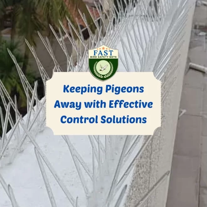 Keeping Pigeons Away with Effective Control Solutions