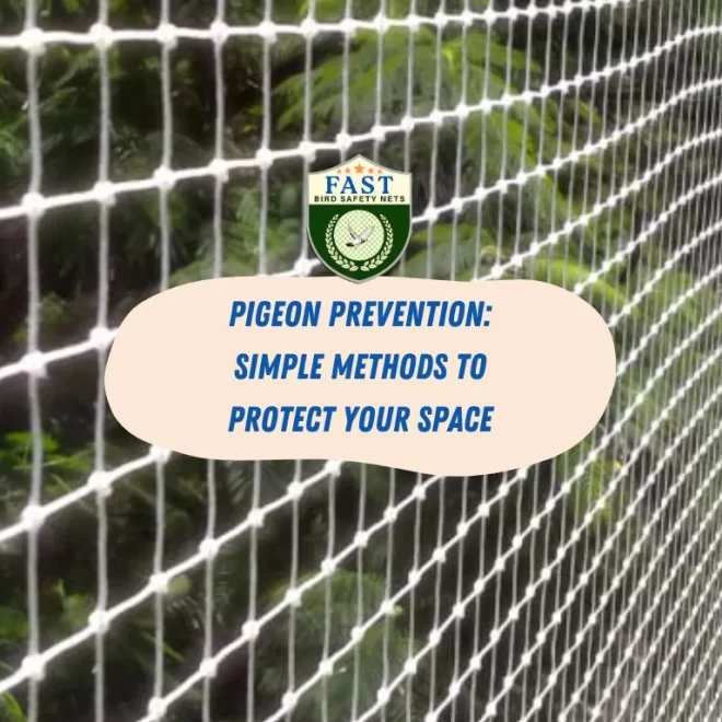 Pigeon Prevention: Simple Methods to Protect Your Space
