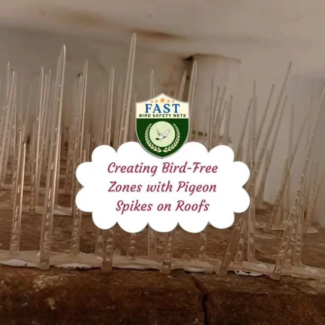 Creating Bird-Free Zones with Pigeon Spikes on Roofs