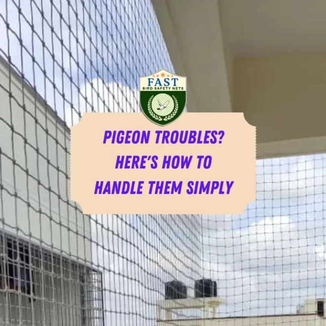 Pigeon Troubles? Here’s How to Handle Them Simply