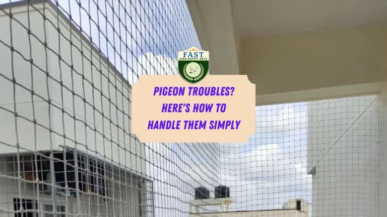 Pigeon Troubles? Here’s How to Handle Them Simply