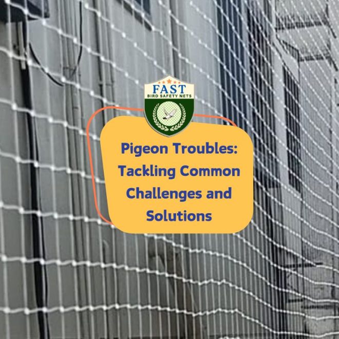 Pigeon Troubles: Tackling Common Challenges and Solutions
