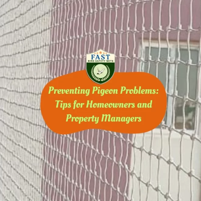 Preventing Pigeon Problems: Tips for Homeowners and Property Managers
