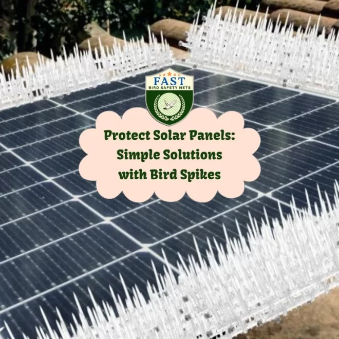 Protect Solar Panels: Simple Solutions with Bird Spikes