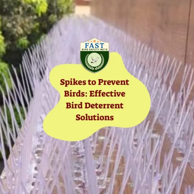 Spikes to Prevent Birds: Effective Bird Deterrent Solutions