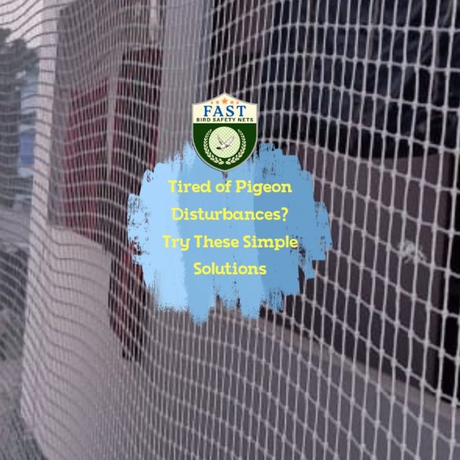 Tired of Pigeon Disturbances? Try These Simple Solutions