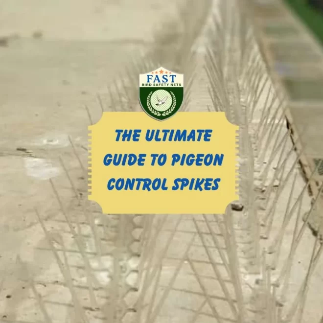 The Ultimate Guide to Pigeon Control Spikes