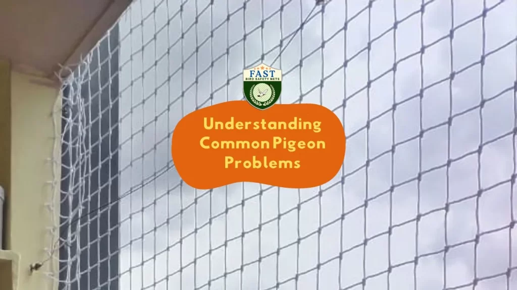 Understanding Common Pigeon Problems