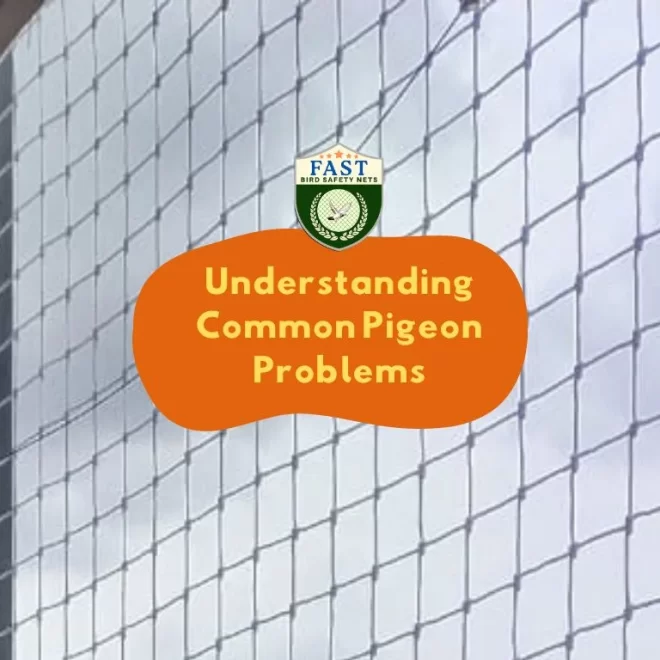 Understanding Common Pigeon Problems