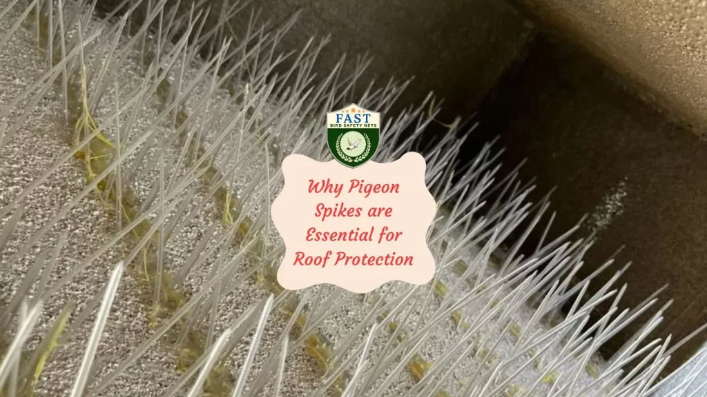 Why Pigeon Spikes are Essential for Roof Protection